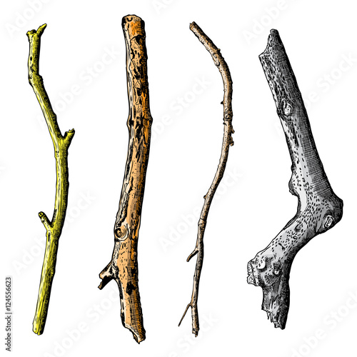Hand painted watercolor imitation and drawn twig, tree branch isolated on white background.