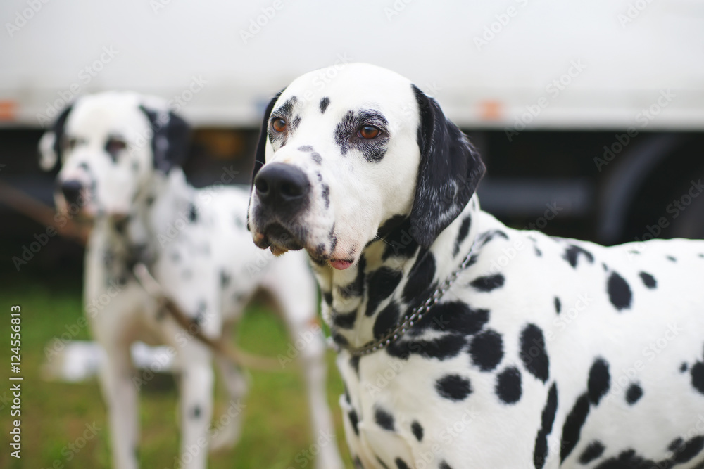 The portrait of a Dalmatian dog staying outdoors