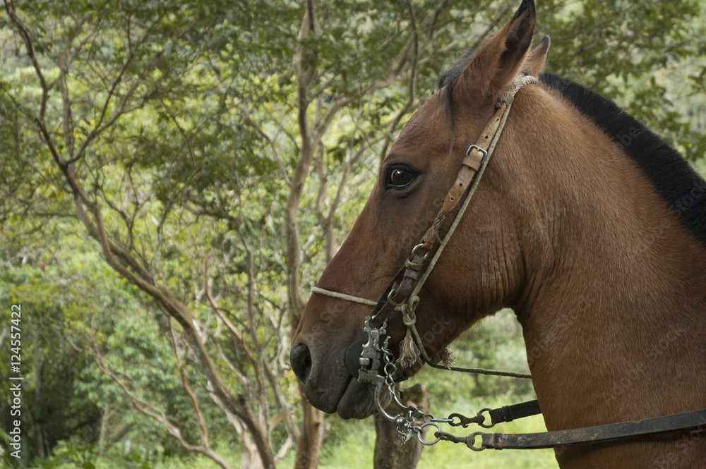 horse
horse