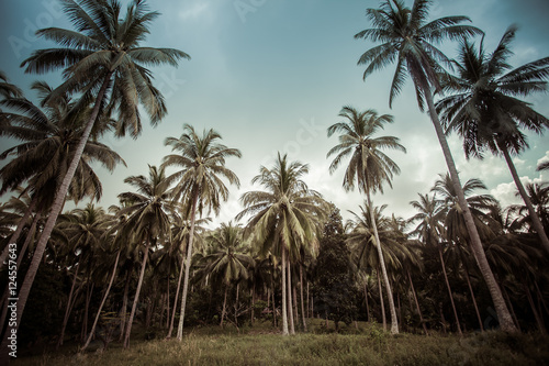 Branches of coconut palms under blue sky - vintage retro style © skunevski