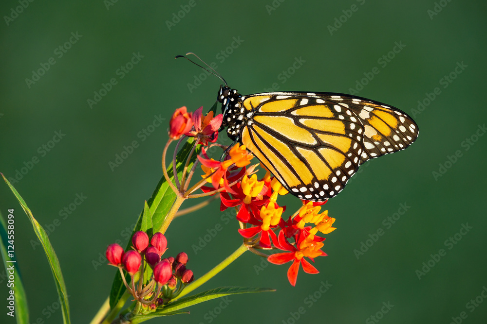 Fototapeta premium Newly emerged Monarch butterfly (Danaus plexippus) on tropical milkweed flowers. Natural green background with copy space.