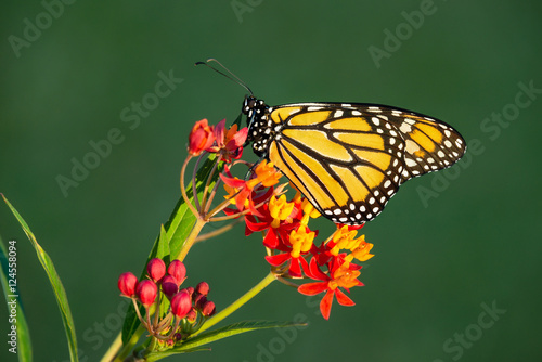 Newly emerged Monarch butterfly (Danaus plexippus) on tropical milkweed flowers. Natural green background with copy space. © leekris