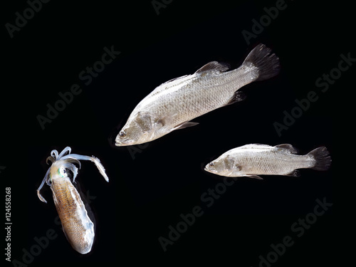 Obraz na płótnie Perch fishing lure,gamefish concept,barramundi, silver perch, white perch