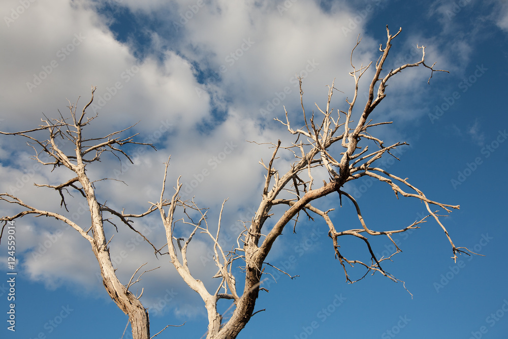 Dead tree branches against blue sky Dead tree branches against blue sky