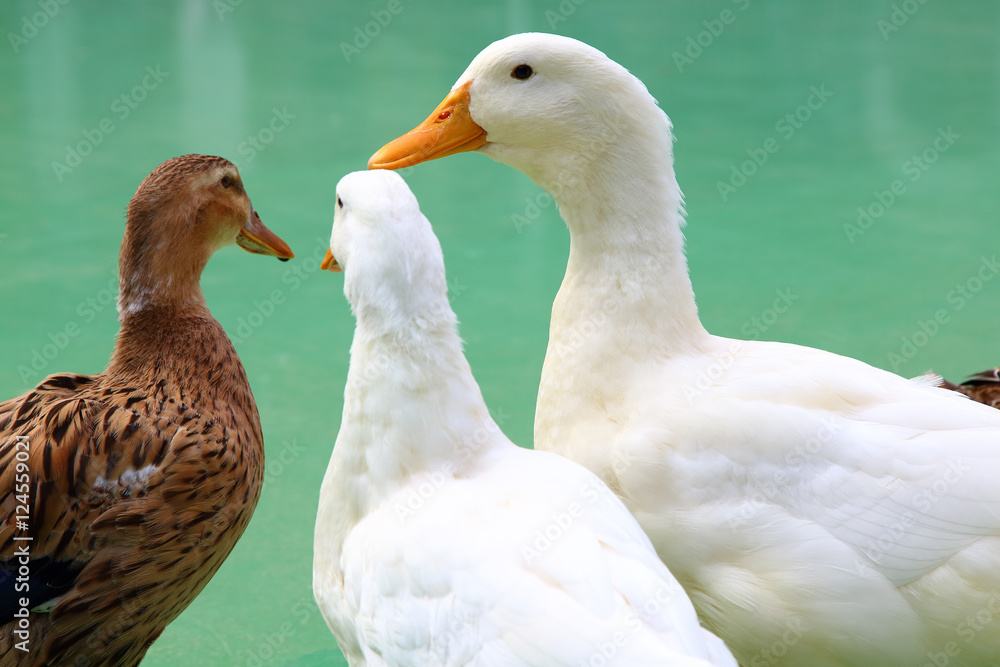 White ducks