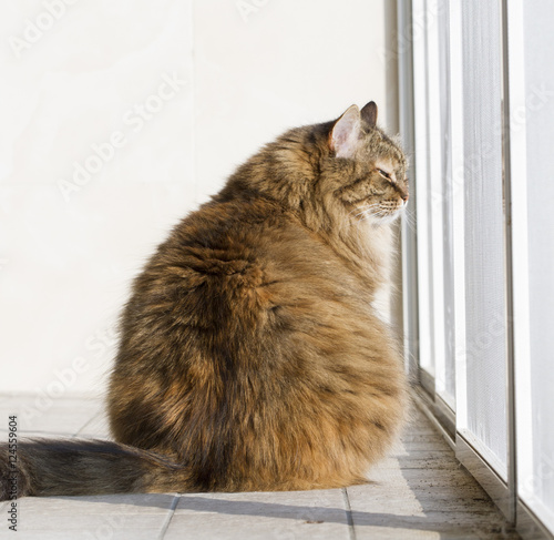adorable brown cat at the window
