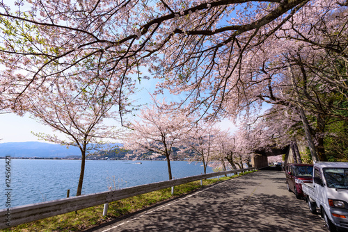滋賀　海津大崎の桜