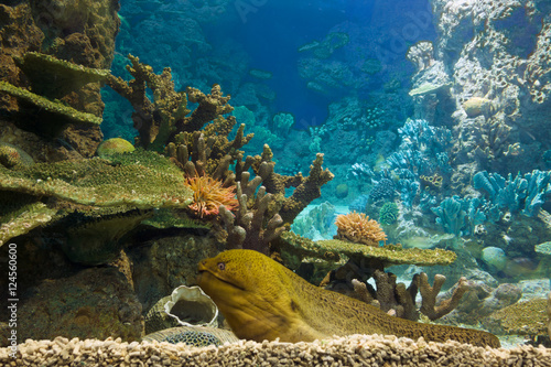 Coral reef  moray eel lays.