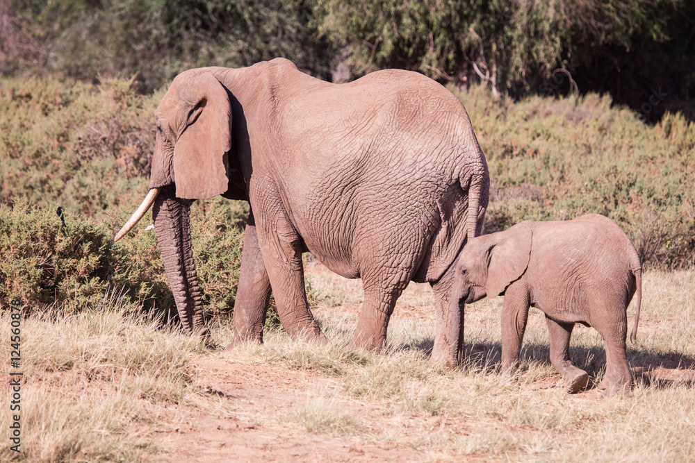 family of elephants in Masai Mara Kenya