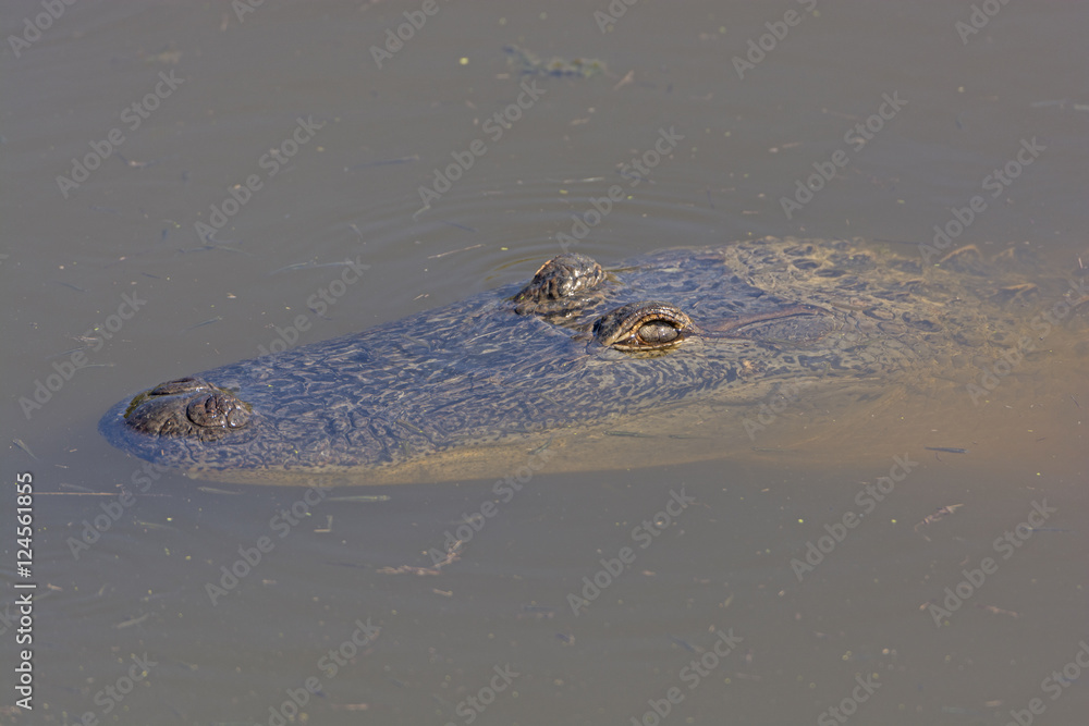 Alligator floating in a Wetland Pond Alligator floating in a Wetland Pond