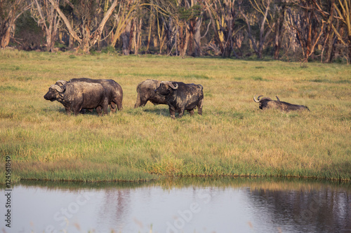 Slika na platnu buffalo in lake nakuru national park in Kenya Africa