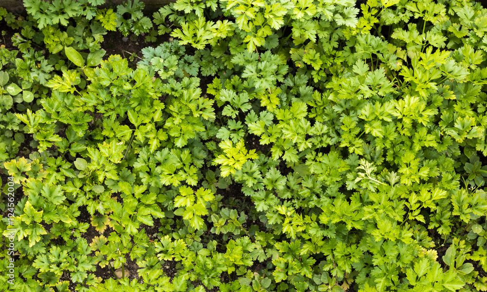 Obraz premium Fundo verde com salsa.