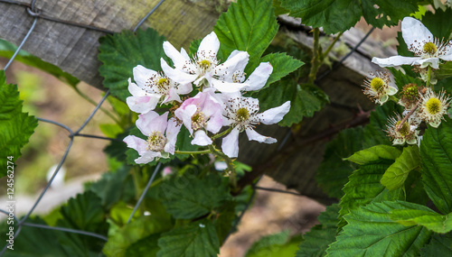 Flor de framboesa na cerca. photo