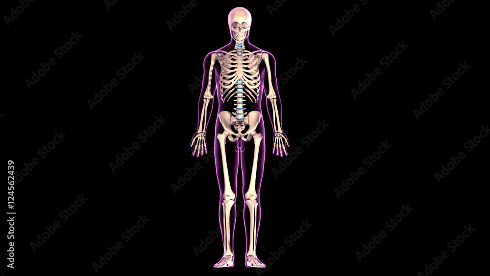 3d rendered medically accurate illustration of skeleton anatomy 3d rendered medically accurate illustration of skeleton anatomy