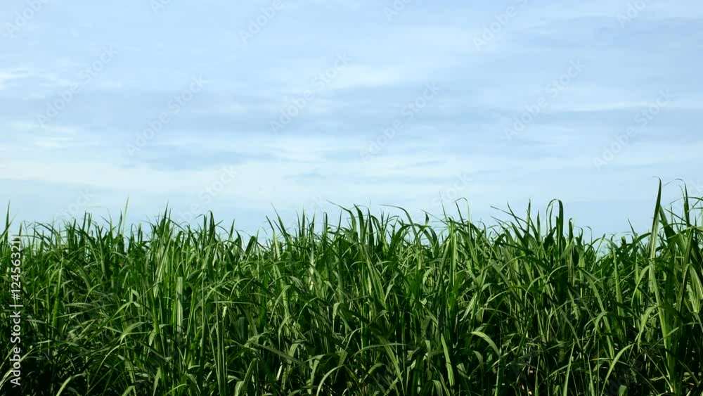Cornfield with blue sky in sunshine day 4k uhd 25fps Cornfield with blue sky in sunshine day 4k uhd 25fps
