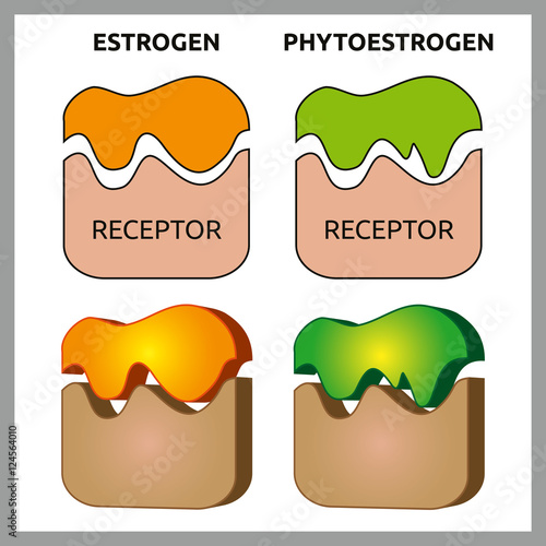 Medical vector illustration of difference between estrogen and phytoestrogen receptors