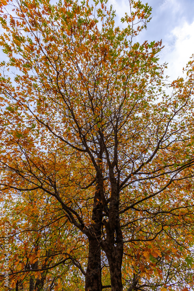 Black Oak Trees Autumn Leaves