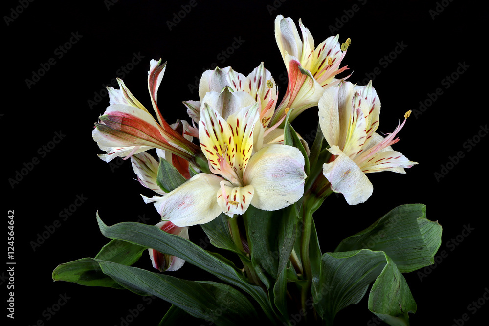 Fototapeta premium Lily of the Incas