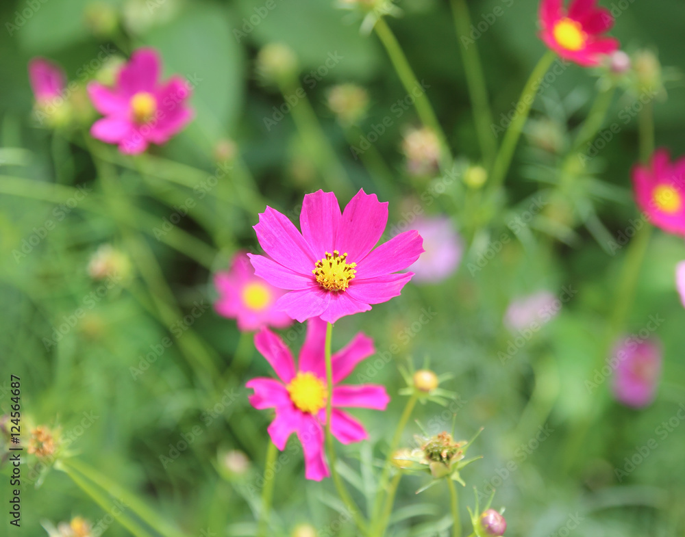 close up sulfur Cosmos Flower close up sulfur Cosmos Flower