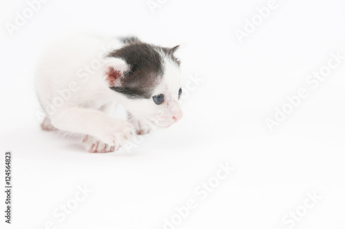 Studio shoot of baby kitten