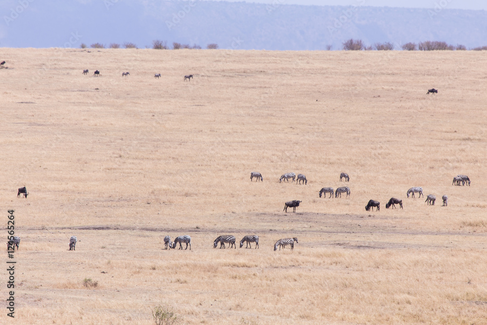 landscape with zebras Masai mara kenya, africa
