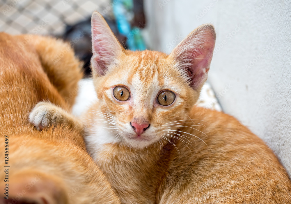 Kitten with its mother in outdoor backyard