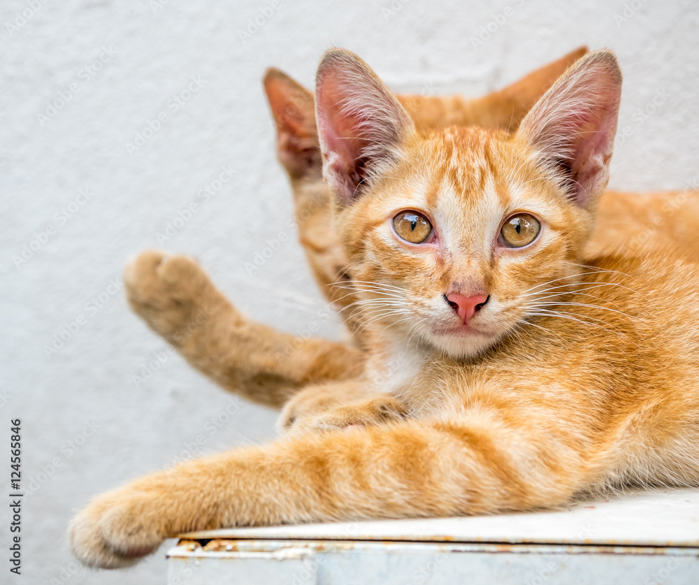 Fototapeta premium Kitten with its mother in outdoor backyard