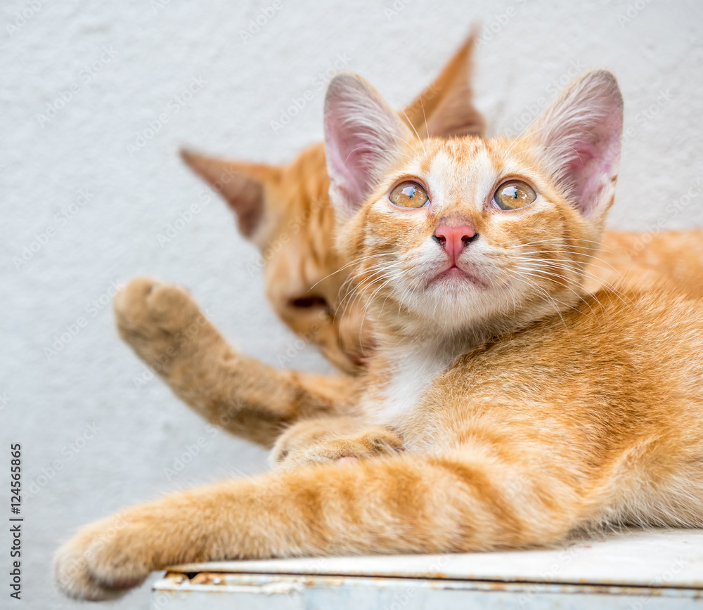 Kitten with its mother in outdoor backyard Kitten with its mother in outdoor backyard