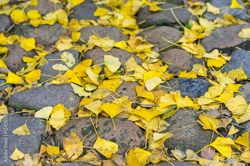 ginkgo leaves on the ground