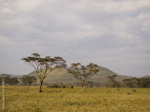 landscape in the Aberdare National Park in Kenya Africa