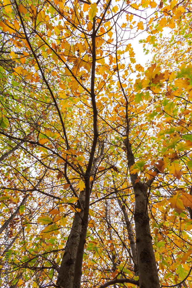 Autumn Trees