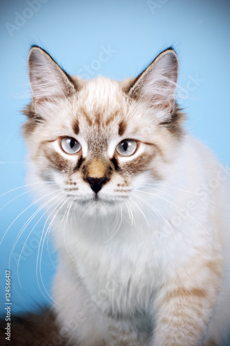 young beautiful cat breed Neva masquerade on a blue background i © Anna Goroshnikova