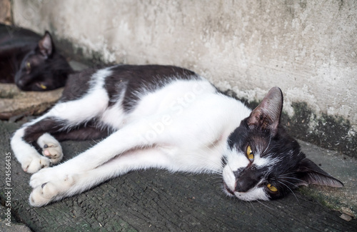 Young adult cat lay on floor