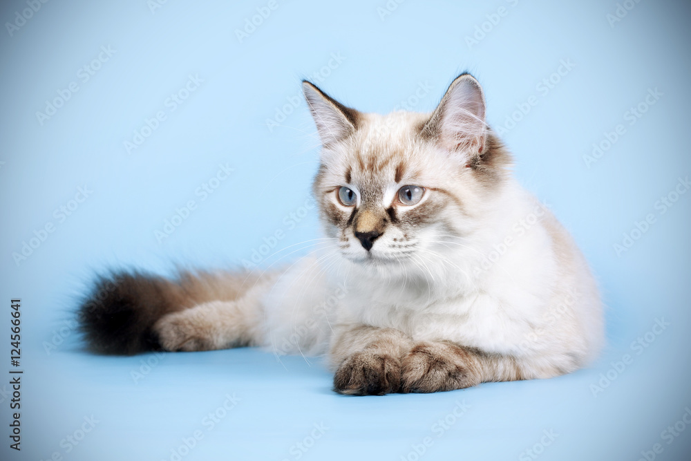 Fototapeta premium young beautiful cat breed Neva masquerade on a blue background i