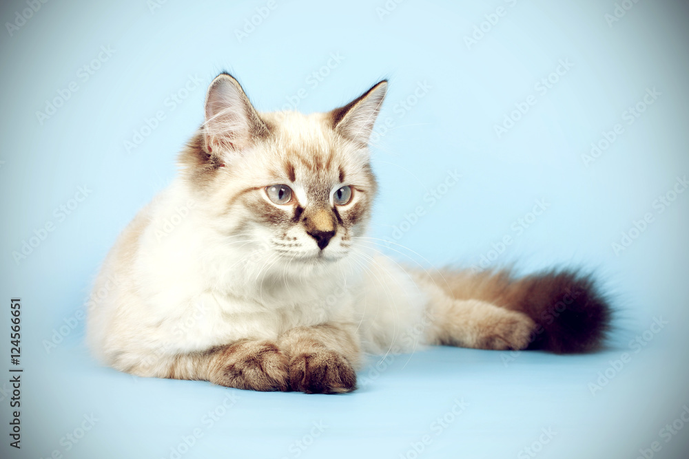 young beautiful cat breed Neva masquerade on a blue background i young beautiful cat breed Neva masquerade on a blue background i