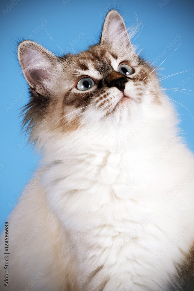 young beautiful cat breed Neva masquerade on a blue background i young beautiful cat breed Neva masquerade on a blue background i