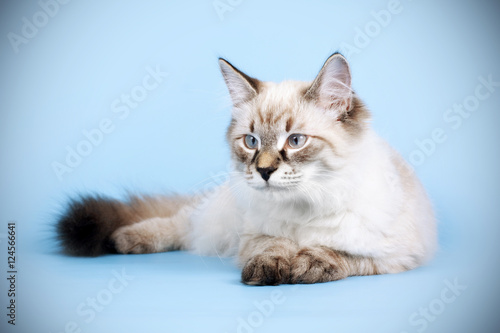 young beautiful cat breed Neva masquerade on a blue background i