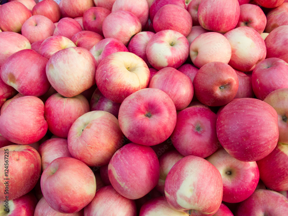 Harvested fresh apples on a farm Harvested fresh apples on a farm