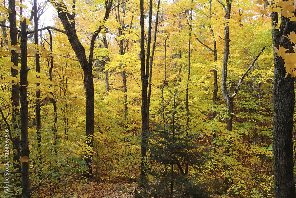 Yellow Maple Trees, Algonquin Provincial Park Canada Yellow Maple Trees, Algonquin Provincial Park Canada