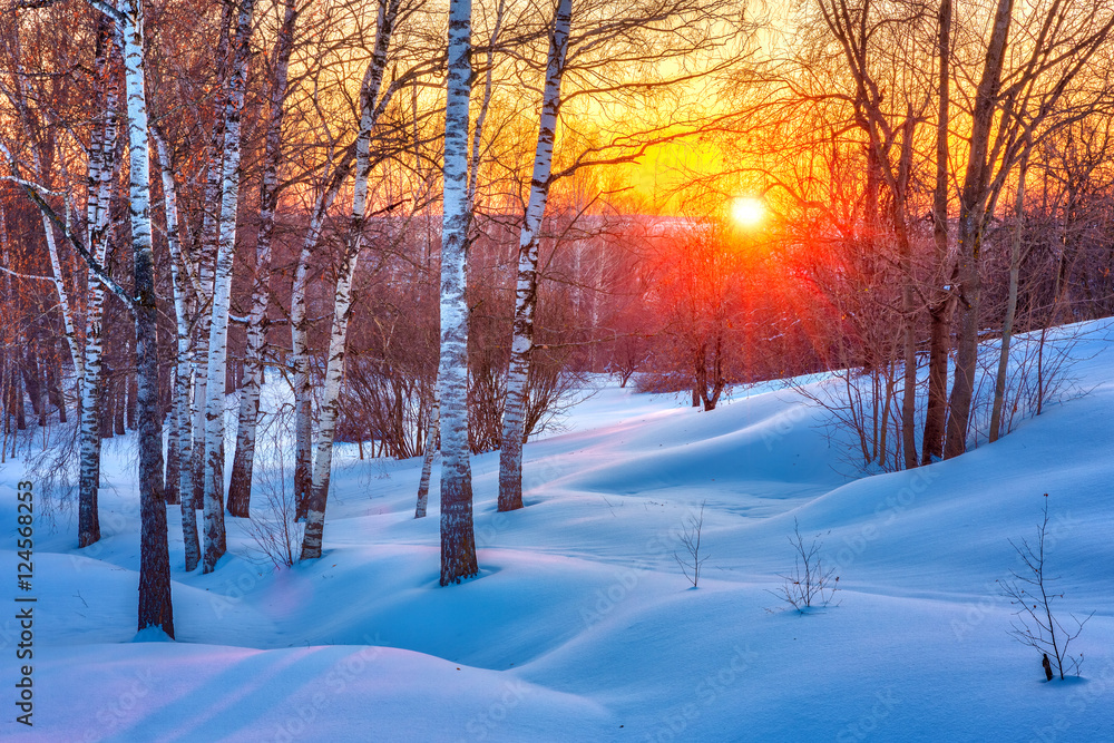 Fototapeta premium Colorful sunset in winter forest