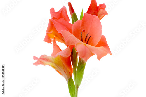 Obraz na płótnie red gladiolus isolated on a white background
