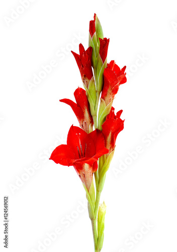 Fototapeta Naklejka Na Ścianę i Meble -  red gladiolus isolated on a white background