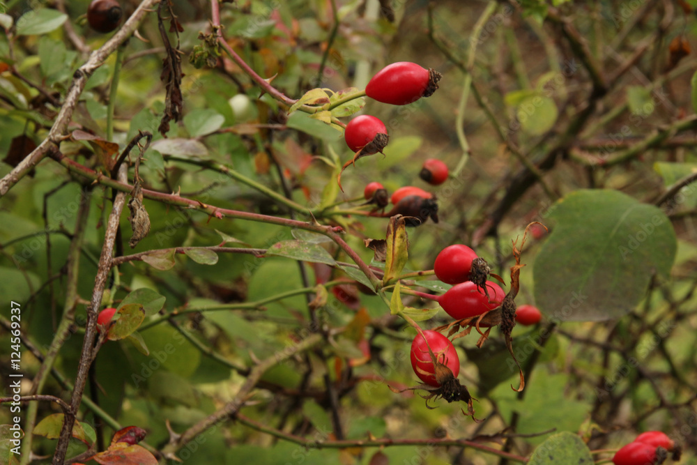 Rose hips on a wild rose bush in fall