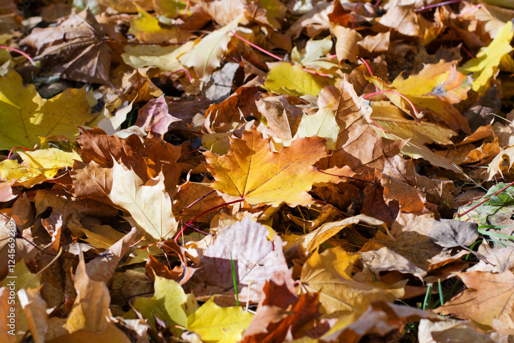 Autumn fallen leaves on the grass. Selective focus. Autumn background/ Autumn fallen leaves on the grass. Selective focus. Autumn background/