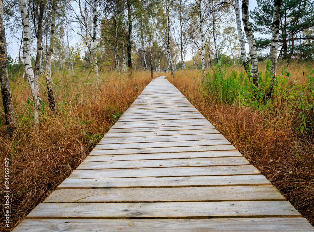 Fototapeta premium A wooden walkway through the swamp with birch
