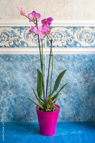 Fototapeta Naklejka Na Ścianę i Meble -  orchid