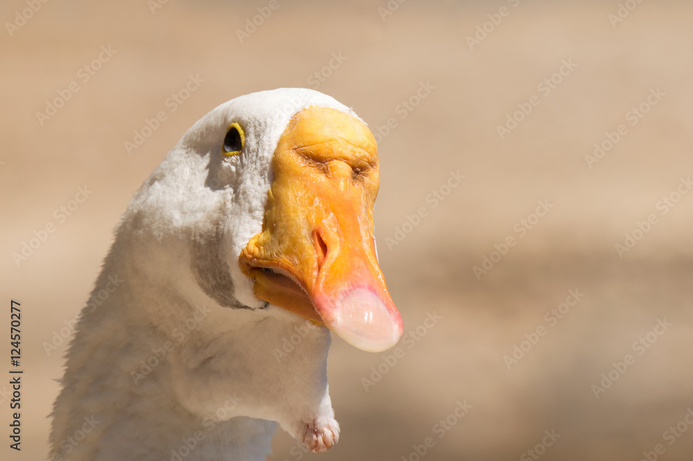 Funny duck portrait against a blurred background.
Funny duck portrait against a blurred background.