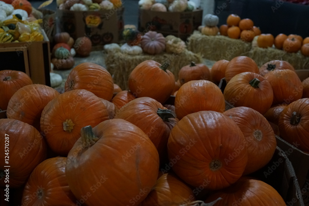 ハロウィン かぼちゃ 市場 カボチャ 南瓜 ハロウィン かぼちゃ 市場 カボチャ 南瓜