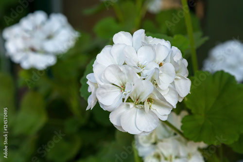 Closeup photo of Geranium flowers with white petals blooming during summer in Austria, Europe