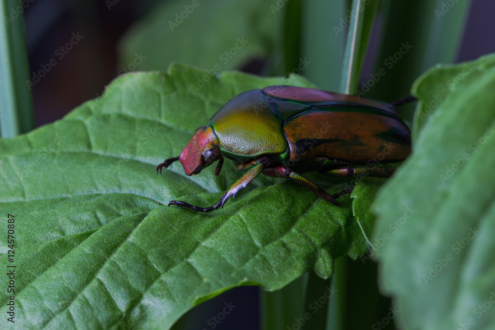 The Flower Beetle